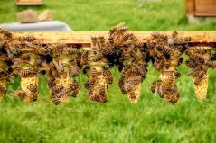 Prodej včelích matek Buckfast 2025