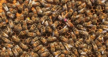 Vyzkoušejte Buckfast