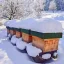 Oddělek Langstroth 2/3 vyzimovaný