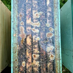 Oddělek 39 x 24 - 2026